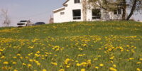2026-pollinisateurs-277-8e-rang-1