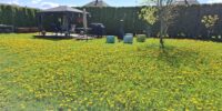 2026-pollinisateurs-279-grands-ducs-1