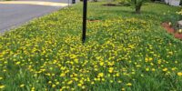 2026-pollinisateurs-279-grands-ducs-3