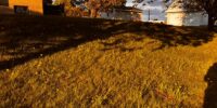 2026-pollinisateurs-553-Saint-Hyacinthe-2